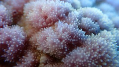 Pore mercanı (Montipora tuberculosa) aşırı yakın deniz altı, Kızıldeniz, Mısır, Sharm El Sheikh, Montazah Körfezi