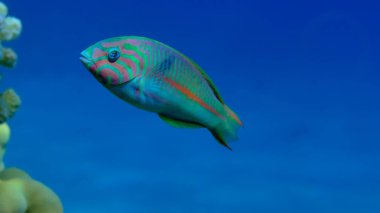 Klunzinger wrasse veya Ruppell wrasse (Thalassoma rueppellii) denizaltı, Kızıl Deniz, Mısır, Sharm El Sheikh, Montazah Körfezi