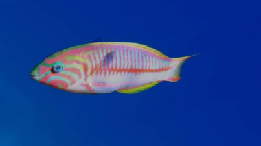 Klunzinger wrasse veya Ruppell wrasse (Thalassoma rueppellii) denizaltı, Kızıl Deniz, Mısır, Sharm El Sheikh, Montazah Körfezi