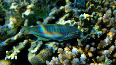 Klunzinger wrasse veya Ruppell wrasse (Thalassoma rueppellii) denizaltı, Kızıl Deniz, Mısır, Sharm El Sheikh, Montazah Körfezi