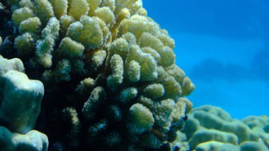 Rasp coral or cauliflower coral, knob-horned coral (Pocillopora verrucosa) undersea, Red Sea, Egypt, Sharm El Sheikh, Montazah Bay clipart