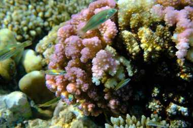 Rasp coral or cauliflower coral, knob-horned coral (Pocillopora verrucosa) undersea, Red Sea, Egypt, Sharm El Sheikh, Montazah Bay clipart