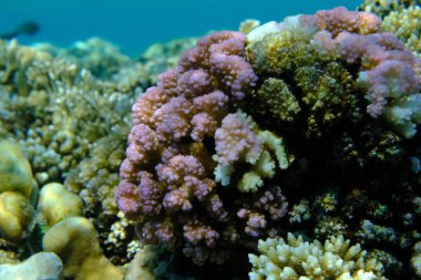 Rasp mercanı veya karnabahar mercanı, tokmak boynuzlu mercan (Pocillopora verrucosa) deniz altı, Kızıl Deniz, Mısır, Sharm El Sheikh, Montazah Körfezi