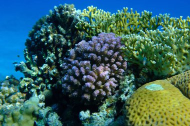 Rasp mercanı veya karnabahar mercanı, tokmak boynuzlu mercan (Pocillopora verrucosa) deniz altı, Kızıl Deniz, Mısır, Sharm El Sheikh, Montazah Körfezi