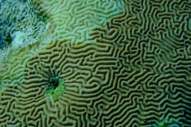 Küçük vadi mercanı (Platygyra daedalea) denizaltı, Kızıl Deniz, Mısır, Sharm El Sheikh, Montazah Körfezi