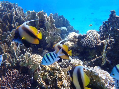 Kızıldeniz sancak balığı (Heniochus intermedius) ve Hint-Pasifik çavuş (Abudefduf vaigiensis) denizaltı, Kızıl Deniz, Mısır, Sharm El Sheikh, Montazah Körfezi