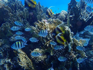 Kızıldeniz sancak balığı (Heniochus intermedius) ve Hint-Pasifik çavuş (Abudefduf vaigiensis) denizaltı, Kızıl Deniz, Mısır, Sharm El Sheikh, Montazah Körfezi