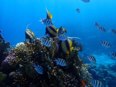 Red Sea bannerfish (Heniochus intermedius) and Indo-Pacific sergeant (Abudefduf vaigiensis) undersea, Red Sea, Egypt, Sharm El Sheikh, Montazah Bay clipart