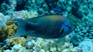 Slingjaw wrasse (Epibulus sinsidiator) denizaltı, Kızıl Deniz, Mısır, Sharm El Sheikh, Montazah Körfezi