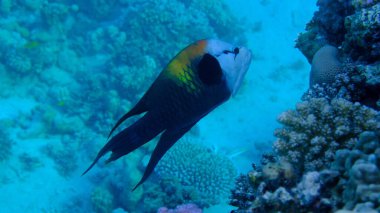 Slingjaw wrasse (Epibulus insidiator) undersea, Red Sea, Egypt, Sharm El Sheikh, Montazah Bay clipart