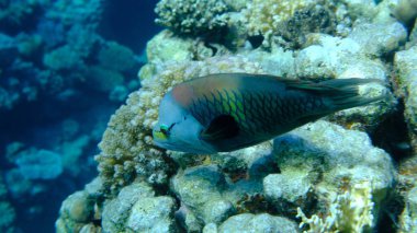 Slingjaw wrasse (Epibulus sinsidiator) denizaltı, Kızıl Deniz, Mısır, Sharm El Sheikh, Montazah Körfezi