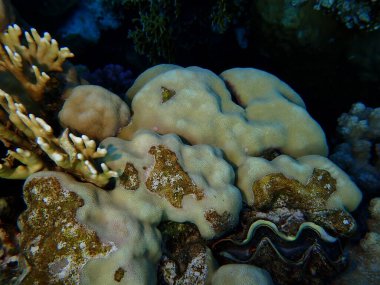 Hump mercanı (Porites lutea) denizaltı, Kızıl Deniz, Mısır, Sharm El Sheikh, Montazah Körfezi
