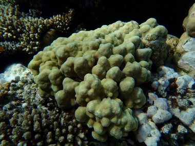 Hump mercanı (Porites lutea) denizaltı, Kızıl Deniz, Mısır, Sharm El Sheikh, Montazah Körfezi