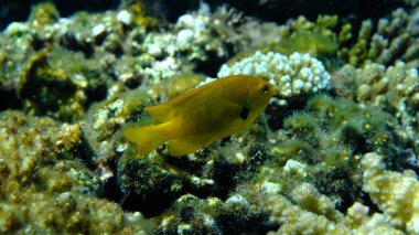 Sulphur damselfish or sulphur damsel (Pomacentrus sulfureus) undersea, Red Sea, Egypt, Sharm El Sheikh, Montazah Bay clipart