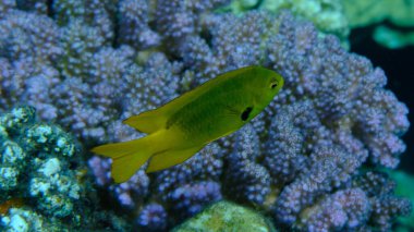 Sulphur damselfish or sulphur damsel (Pomacentrus sulfureus) undersea, Red Sea, Egypt, Sharm El Sheikh, Montazah Bay clipart