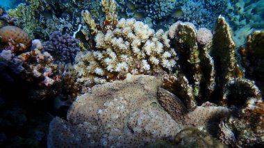 Hedgehog coral (Echinopora hirsutissima) and rasp coral (Pocillopora verrucosa) undersea, Red Sea, Egypt, Sharm El Sheikh, Montazah Bay clipart