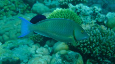 Candelamoa papağan balığı veya uzun burunlu papağan balığı (Hipposcarus harid) denizaltı, Kızıl Deniz, Mısır, Sharm El Sheikh, Montazah Körfezi