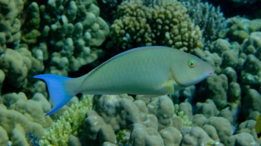 Candelamoa papağan balığı veya uzun burunlu papağan balığı (Hipposcarus harid) denizaltı, Kızıl Deniz, Mısır, Sharm El Sheikh, Montazah Körfezi
