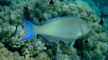 Candelamoa papağan balığı veya uzun burunlu papağan balığı (Hipposcarus harid) denizaltı, Kızıl Deniz, Mısır, Sharm El Sheikh, Montazah Körfezi