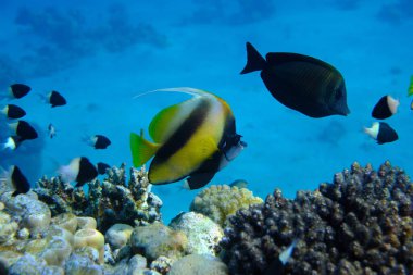 Kızıldeniz sancak balığı (Heniochus intermedius) denizaltı, Kızıl Deniz, Mısır, Sharm El Sheikh, Montazah Körfezi