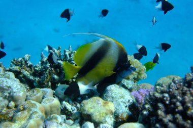 Kızıldeniz sancak balığı (Heniochus intermedius) denizaltı, Kızıl Deniz, Mısır, Sharm El Sheikh, Montazah Körfezi