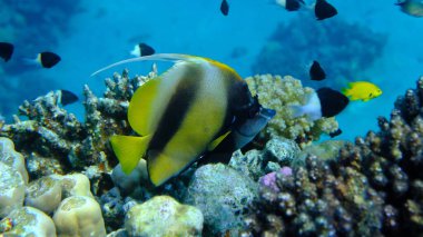 Kızıldeniz sancak balığı (Heniochus intermedius) denizaltı, Kızıl Deniz, Mısır, Sharm El Sheikh, Montazah Körfezi