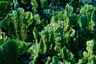 Çarşaf ateş mercanı veya bıçak mercanı (Millepora platyphylla) denizaltı, Kızıl Deniz, Mısır, Sharm El Sheikh, Montazah Körfezi