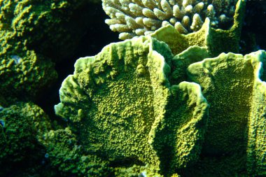 Sheet fire coral or blade fire coral (Millepora platyphylla) undersea, Red Sea, Egypt, Sharm El Sheikh, Montazah Bay clipart