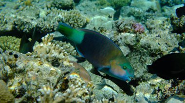 Papağan papağanı veya kurşunbaşlı papağan balığı (Chlorurus sordidus) denizaltı, Kızıl Deniz, Mısır, Sharm El Sheikh, Montazah Körfezi