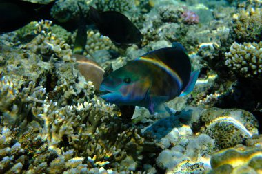 Papağan papağanı veya kurşunbaşlı papağan balığı (Chlorurus sordidus) denizaltı, Kızıl Deniz, Mısır, Sharm El Sheikh, Montazah Körfezi