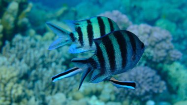 Makas kuyruklu çavuş (Abudefduf sexfasciatus) ve daha temiz grasse (Labroides dimidiatus) denizaltı, Kızıl Deniz, Mısır, Sharm El Sheikh, Montazah Körfezi
