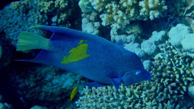 Yellowbar angelfish or yellowblotch angelfish (Pomacanthus maculosus) undersea, Red Sea, Egypt, Sharm El Sheikh, Montazah Bay clipart