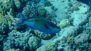 Deniz altı, Kızıldeniz, Mısır, Sharm El Sheikh, Montazah Körfezi