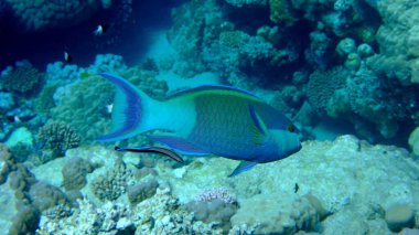 Deniz altı, Kızıldeniz, Mısır, Sharm El Sheikh, Montazah Körfezi