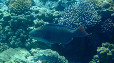 Bicolour papağan balığı (Cetoscarus çift renkli) denizaltı, Kızıl Deniz, Mısır, Sharm El Sheikh, Montazah Körfezi