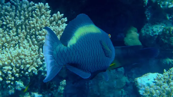 Bicolour papağan balığı (Cetoscarus çift renkli) denizaltı, Kızıl Deniz, Mısır, Sharm El Sheikh, Montazah Körfezi