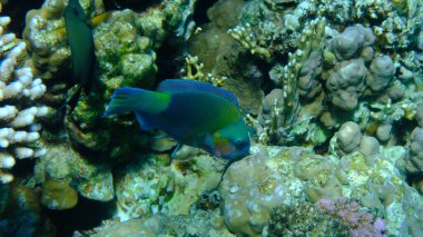 Rusty parrotfish (Scarus ferrugineus) undersea, Red Sea, Egypt, Sharm El Sheikh, Montazah Bay clipart