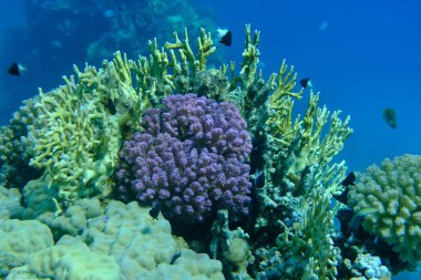 Rasp mercanı veya karnabahar mercanı, tokmak boynuzlu mercan (Pocillopora verrucosa) deniz altı, Kızıl Deniz, Mısır, Sharm El Sheikh, Montazah Körfezi
