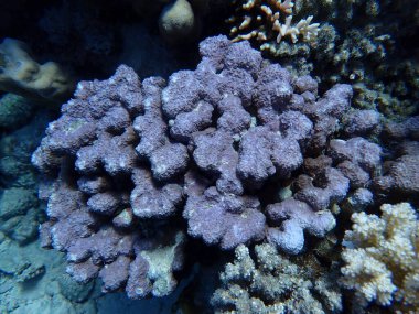 Dağ çömleği mercanı (Porites rus) denizaltı, Kızıl Deniz, Mısır, Sharm El Sheikh, Montazah Körfezi