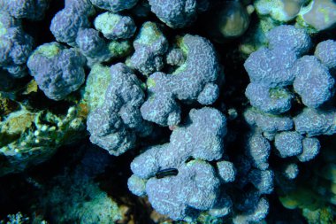 Dağ çömleği mercanı (Porites rus) denizaltı, Kızıl Deniz, Mısır, Sharm El Sheikh, Montazah Körfezi