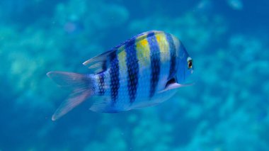Hint Pasifik Çavuşu (Abudefduf vaigiensis) denizaltı, Kızıl Deniz, Mısır, Sharm El Sheikh, Montazah Körfezi