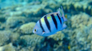 Hint Pasifik Çavuşu (Abudefduf vaigiensis) denizaltı, Kızıl Deniz, Mısır, Sharm El Sheikh, Montazah Körfezi