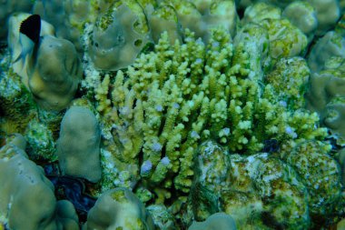 Taşlı mercan Akropora karesi denizaltı, Kızıl Deniz, Mısır, Sharm El Sheikh, Montazah Körfezi