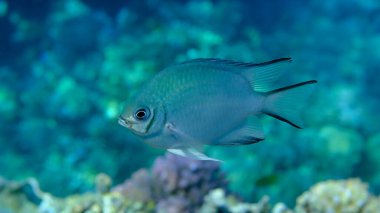 Maldivler (Amblyglyphidodon indicus) denizaltı, Kızıldeniz, Mısır, Sharm El Sheikh, Montazah Körfezi