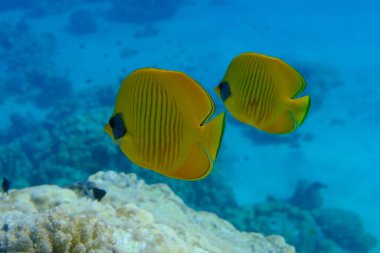 Maskeli kelebekler (Chaetodon semilarvatus) denizaltı, Kızıl Deniz, Mısır, Sharm El Sheikh, Montazah Körfezi