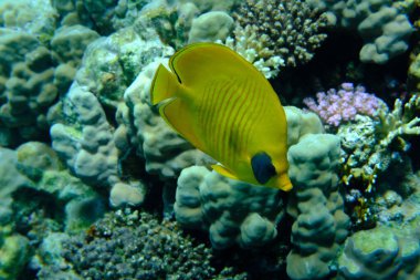 Maskeli kelebekler (Chaetodon semilarvatus) denizaltı, Kızıl Deniz, Mısır, Sharm El Sheikh, Montazah Körfezi