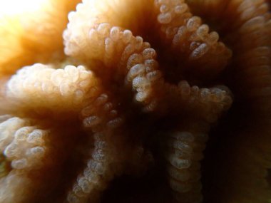 Daha küçük yıldız mercanı (Goniastrea edwardsi) aşırı yakın deniz altı, Kızıl Deniz, Mısır, Sharm El Sheikh, Montazah Körfezi