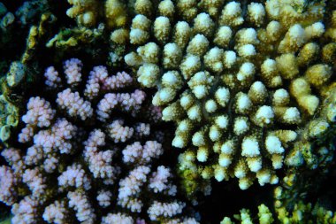 Rasp mercanı (Pocillopora verrucosa) ve taşlı mercan Acropora digitifera denizaltı, Kızıldeniz, Mısır, Sharm El Sheikh, Montazah Körfezi