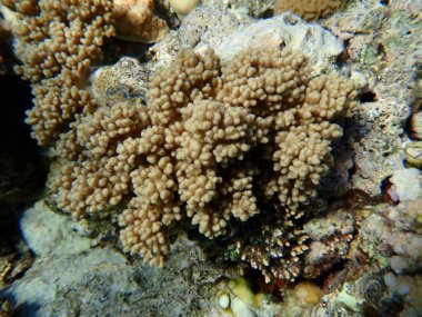 Parmak uçlu yumuşak mercan (Sclerophytum leptoclados) denizaltı, Kızıl Deniz, Mısır, Sharm El Sheikh, Montazah Körfezi