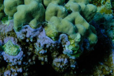 Kambur mercan (Porites nodifera) ve gözenekli mercan (Montipora tuberculosa) deniz altı, Kızıl Deniz, Mısır, Sharm El Sheikh, Montazah Körfezi
